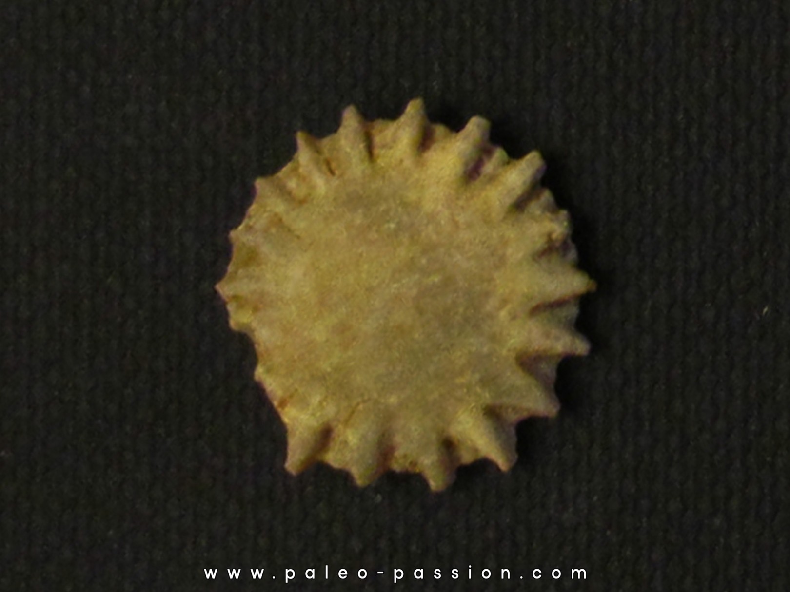 GYMNOPHYLLUM WARDI (2)