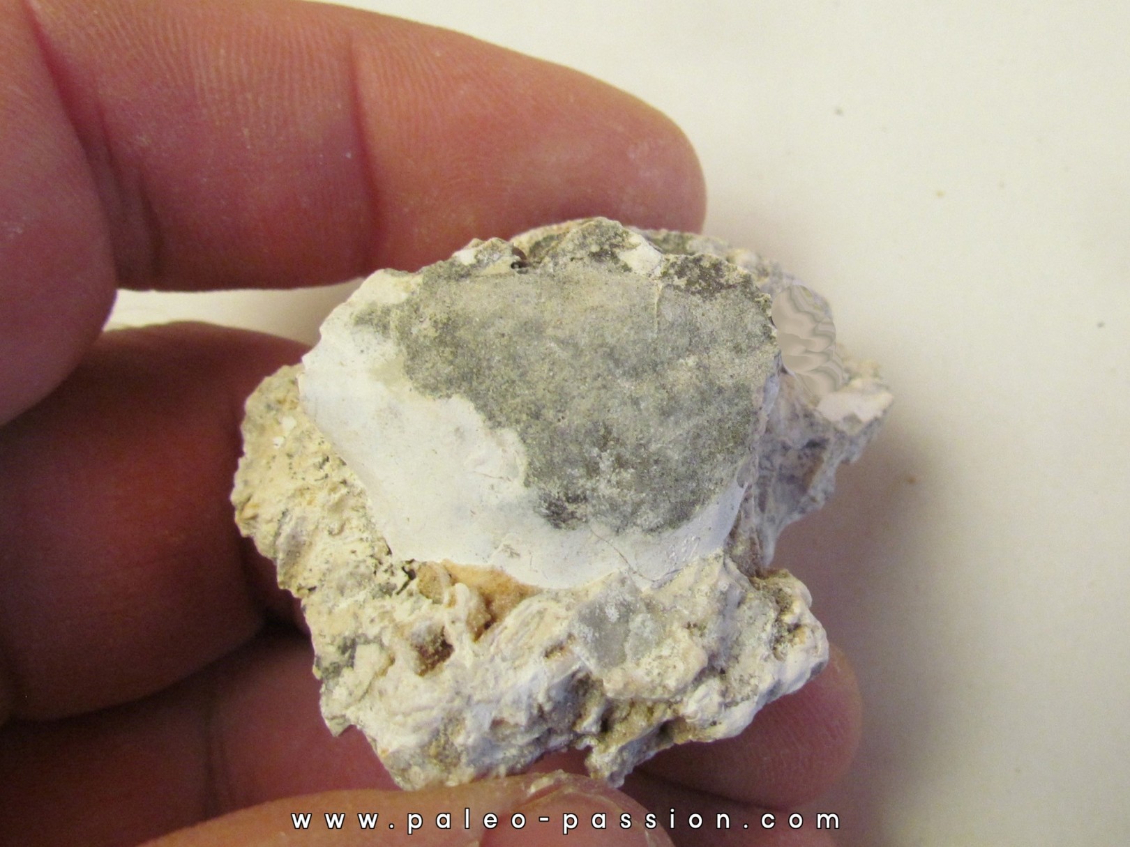 BATHYNECTES MUELLERI BATHYNECTES MUELLERI