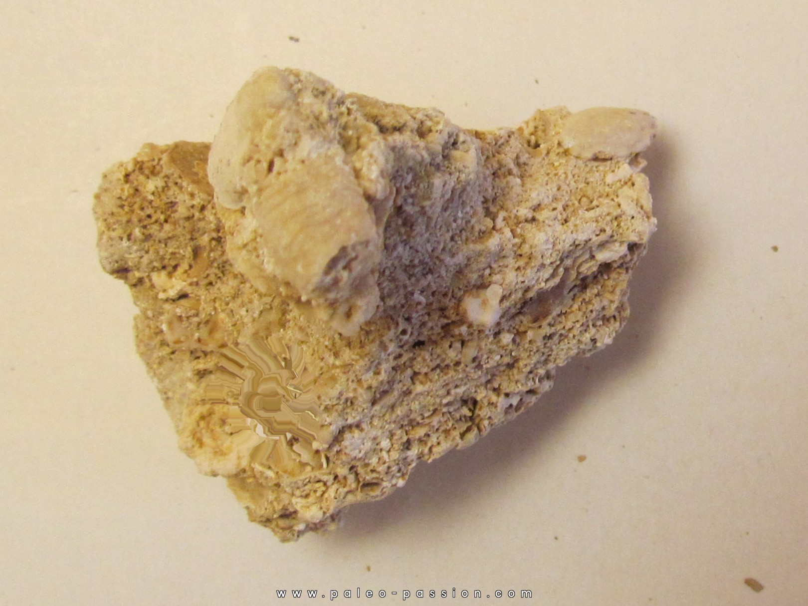 GALATHEA WEINFURTERI GALATHEA WEINFURTERI