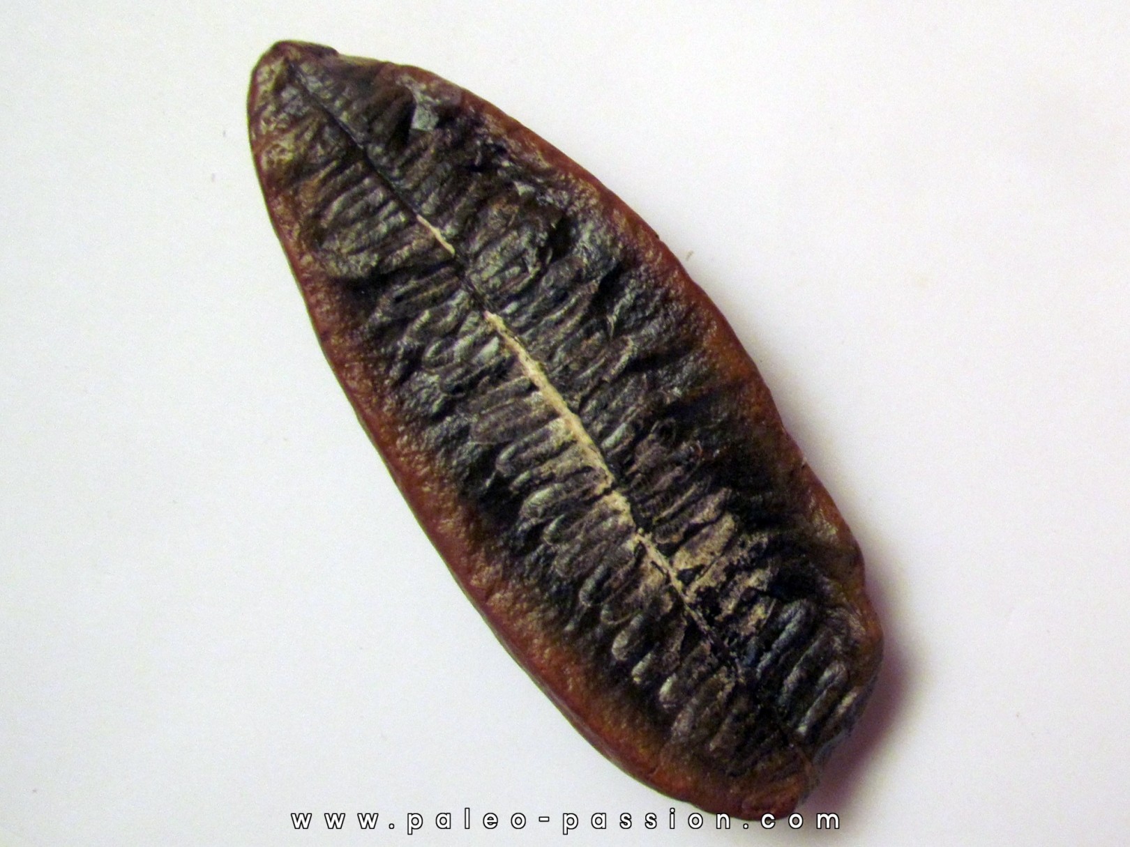 PECOPTERIS VILLOSA (10) PECOPTERIS VILLOSA (10)