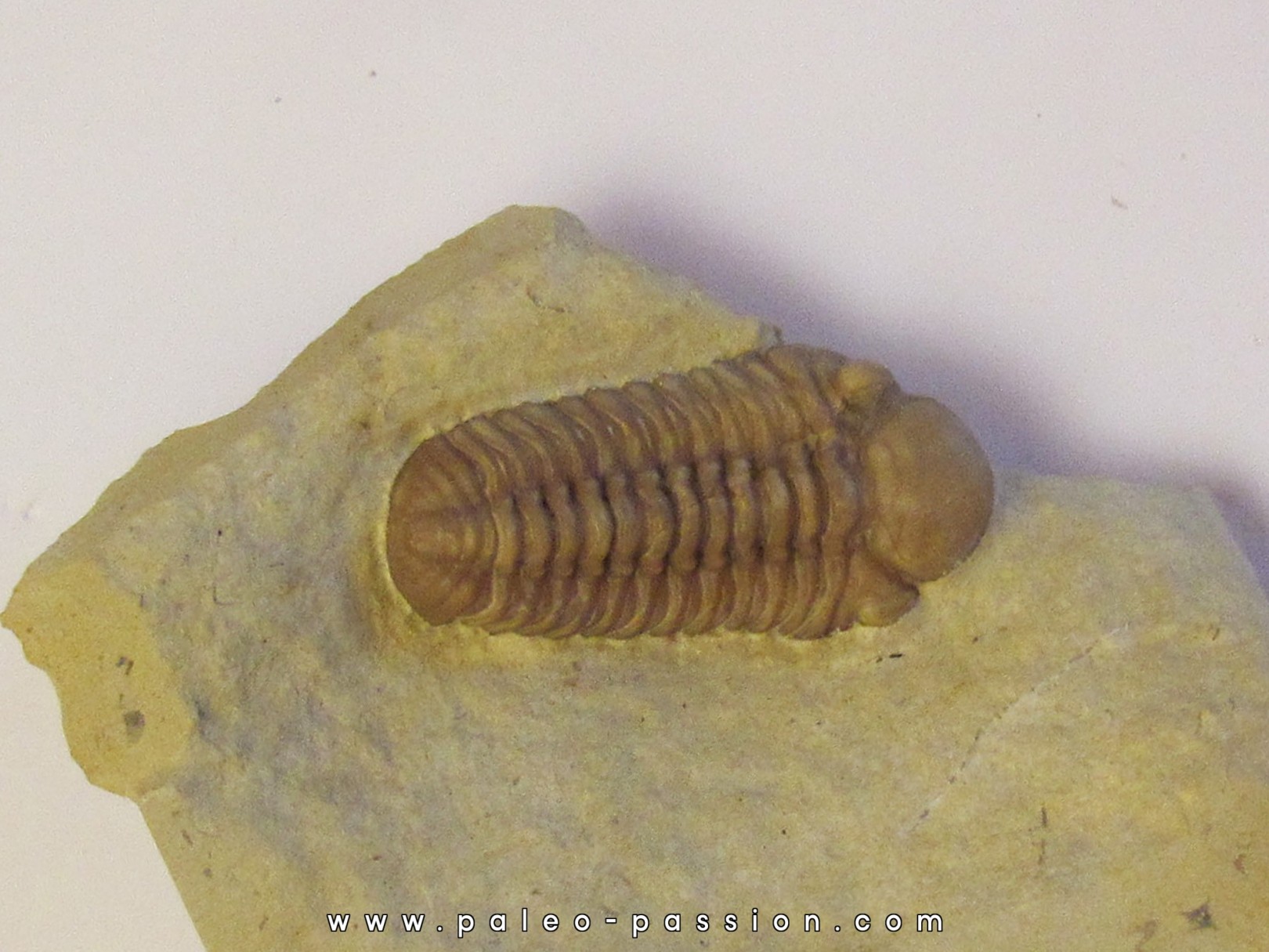 kainops raymondi (1)