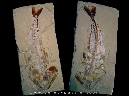HALEC MICROLEPIS HALEC MICROLEPIS