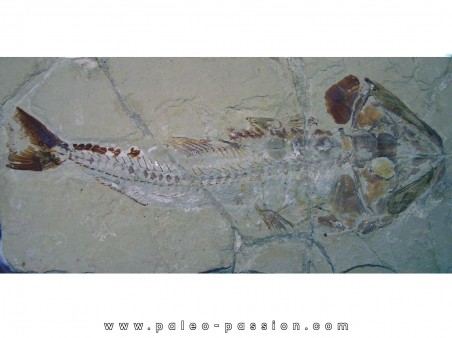 HALEC MICROLEPIS HALEC MICROLEPIS