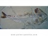 HALEC MICROLEPIS HALEC MICROLEPIS