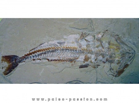 HALEC MICROLEPIS HALEC MICROLEPIS