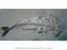 HALEC MICROLEPIS HALEC MICROLEPIS
