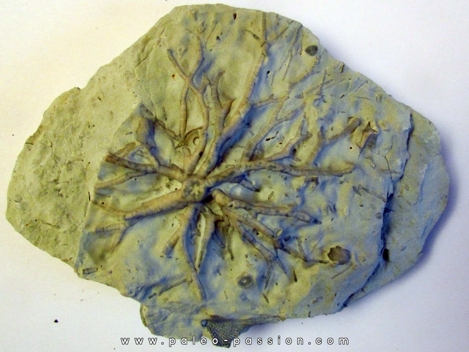 Eucalyptocrinus crassus (1) Eucalyptocrinus crassus (1)