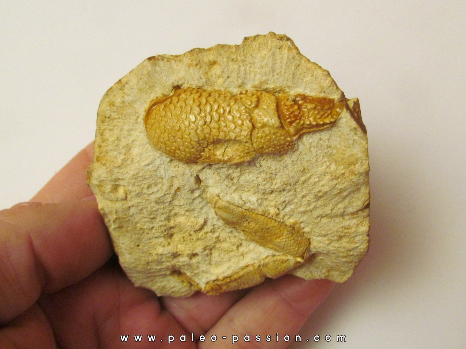 GLYPHEA DRESSIERI GLYPHEA DRESSIERI