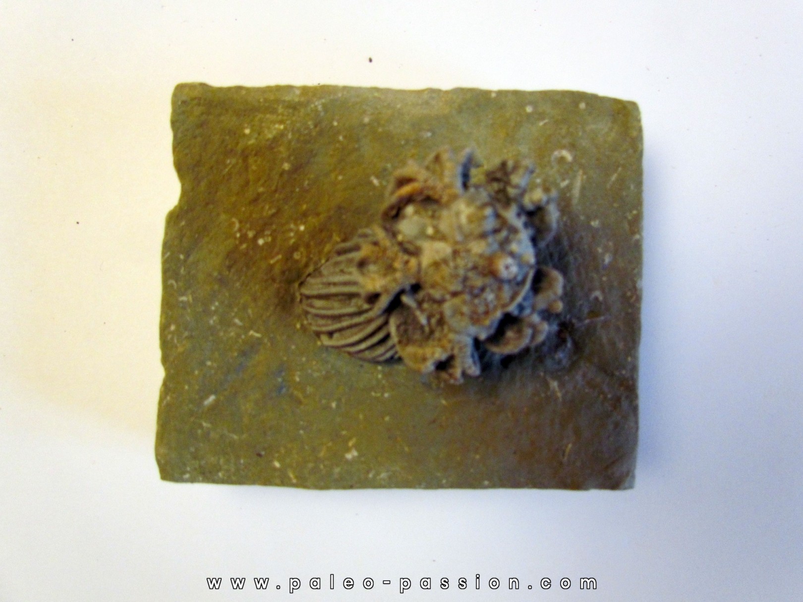 platycrinites hemisphericus platycrinites hemisphericus