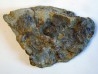 ARCHAEOCIDARIS ALIQUANTULA (1) ARCHAEOCIDARIS ALIQUANTULA (1)