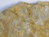 ARCHAEOCIDARIS ALIQUANTULA (1) ARCHAEOCIDARIS ALIQUANTULA (1)