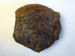 dinosaure TRICERATOPS HORRIDUS fragment collerette  (1)