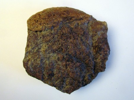 dinosaure TRICERATOPS HORRIDUS fragment collerette  (1)