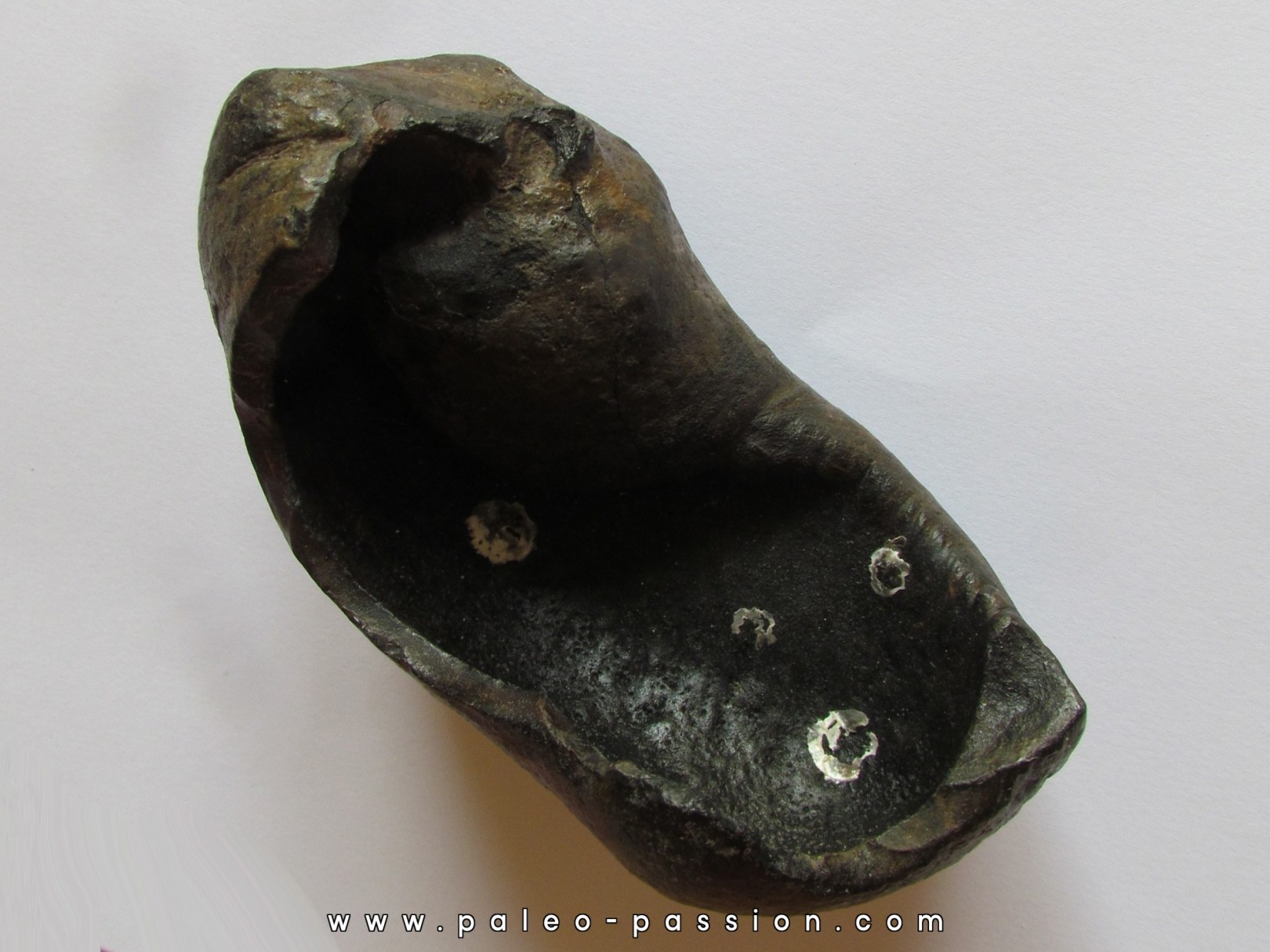 bulla tympani (1) bulla tympani (1)