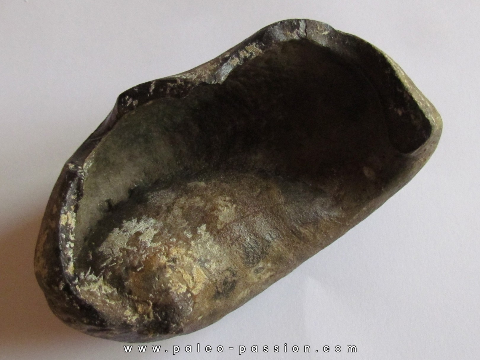 whale earbone (2) whale earbone (2)