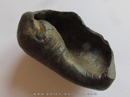 whale earbone (3)