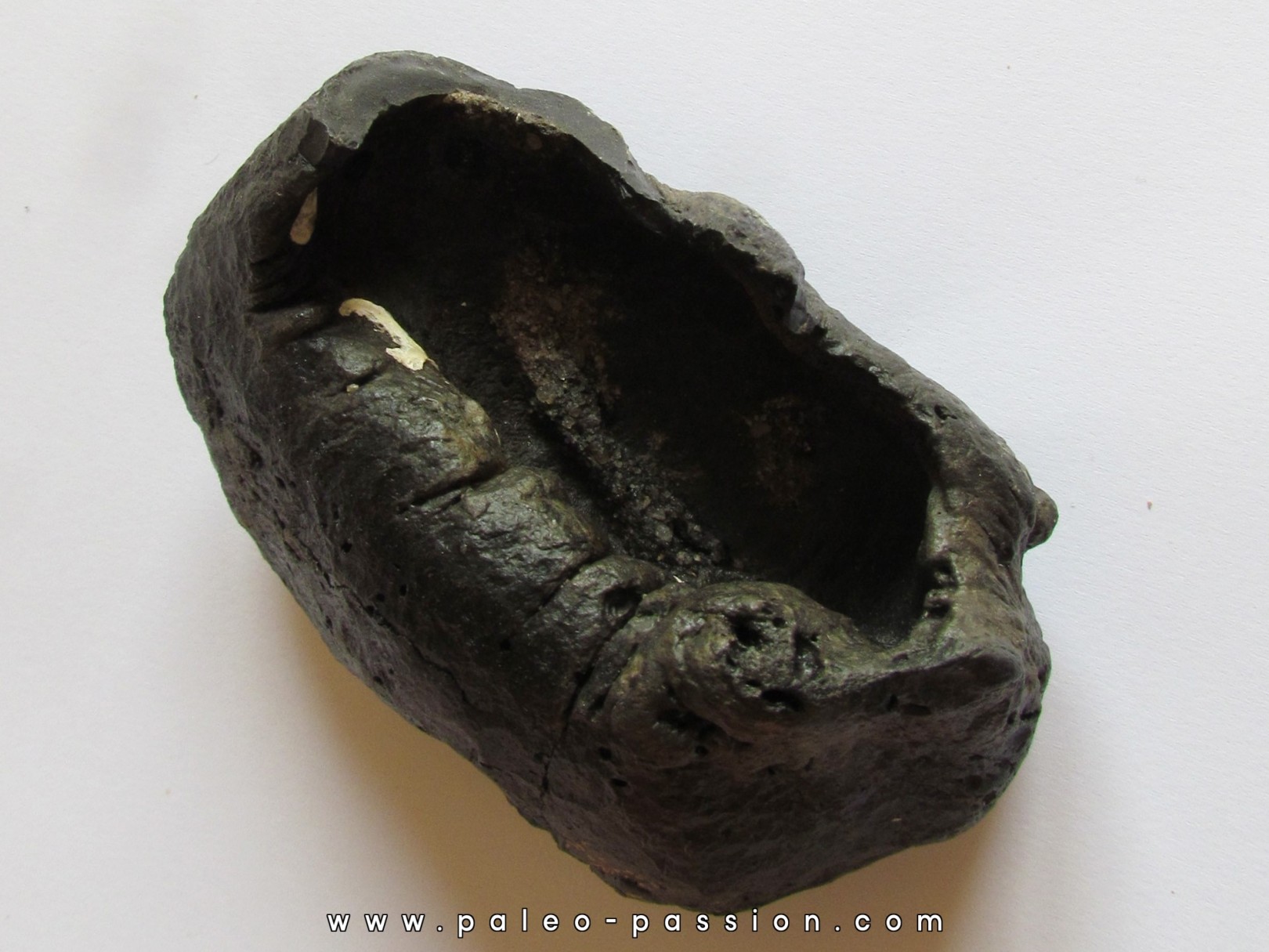 whale earbone (4) whale earbone (4)