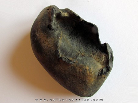 whale earbone (5)