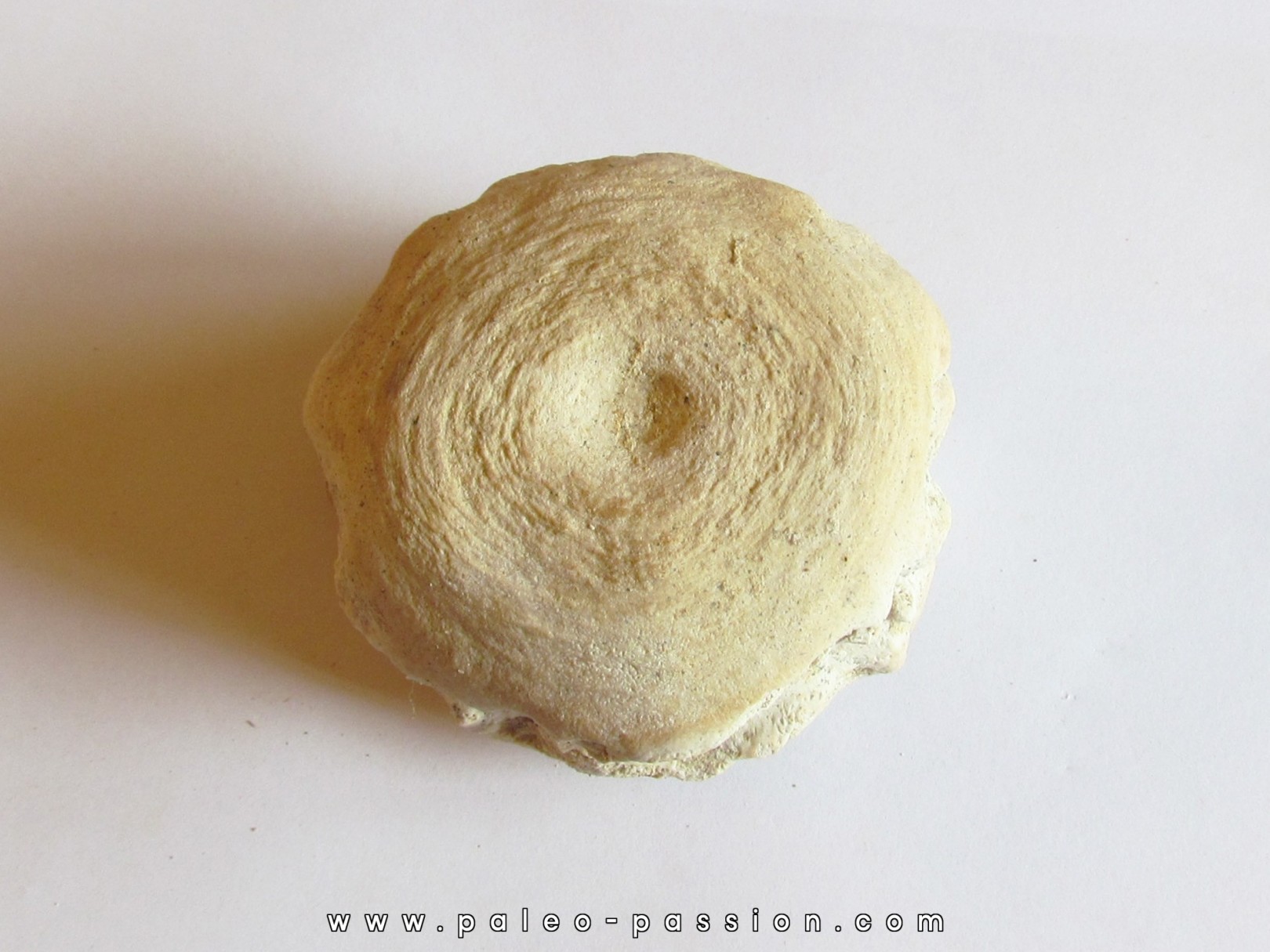 BASILOSAURUS vertebrae (1)