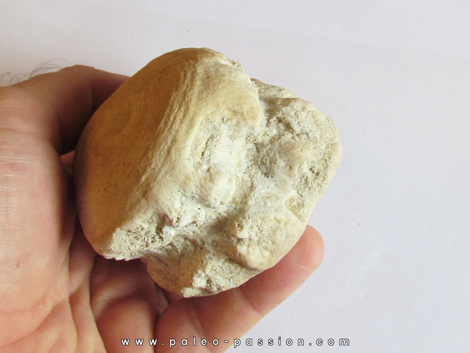 BASILOSAURUS vertebrae (1)