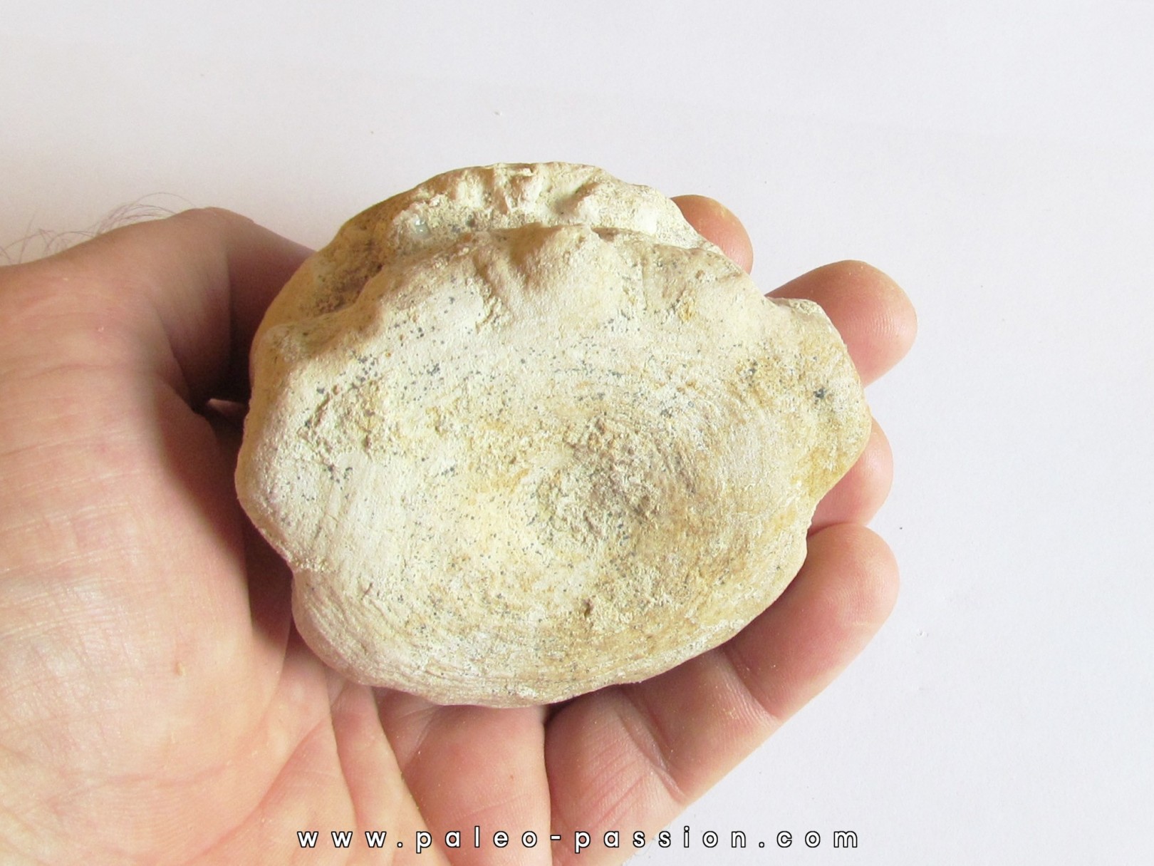 BASILOSAURUS vertebrae (1)