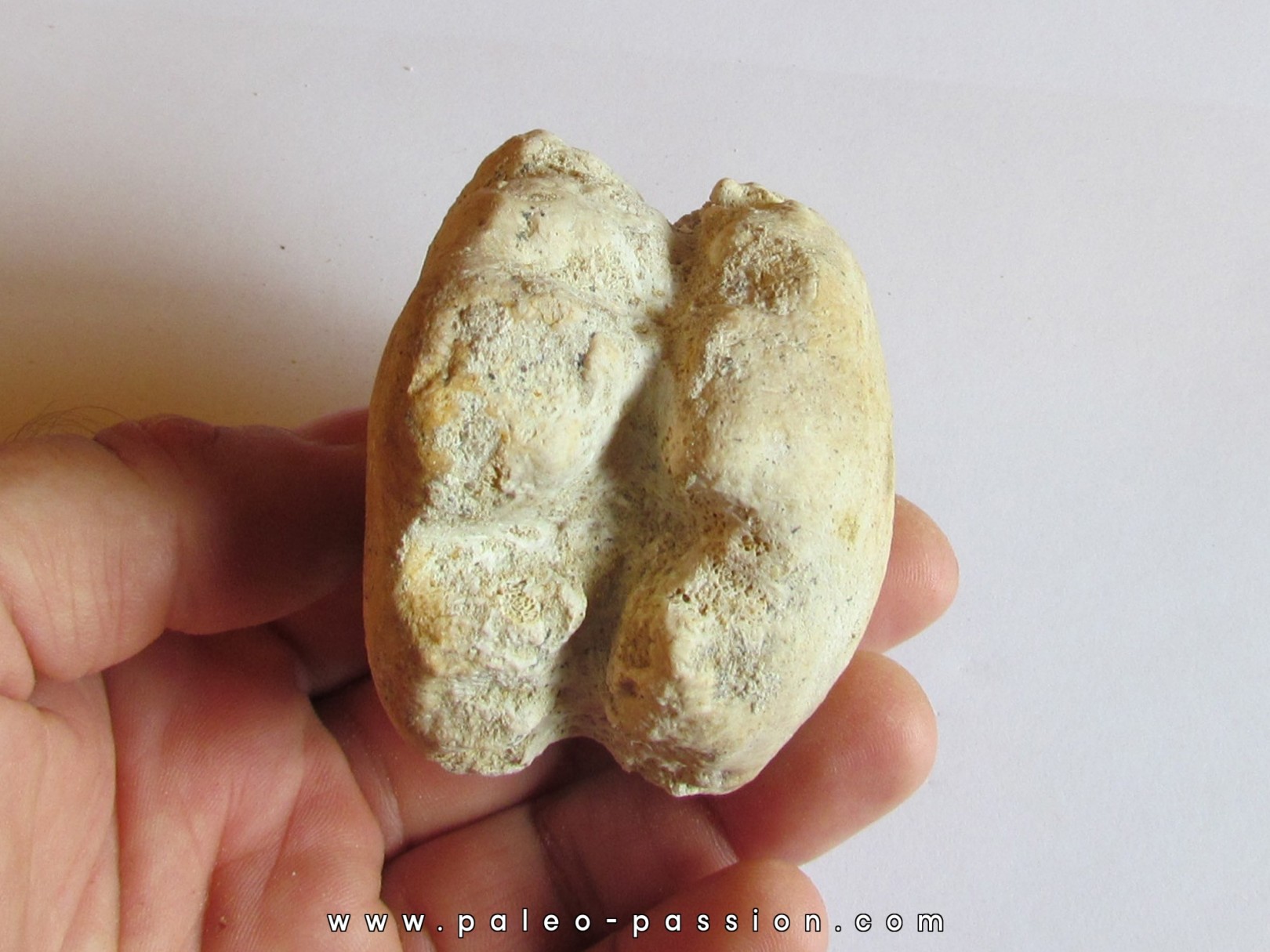 BASILOSAURUS vertebrae (1)