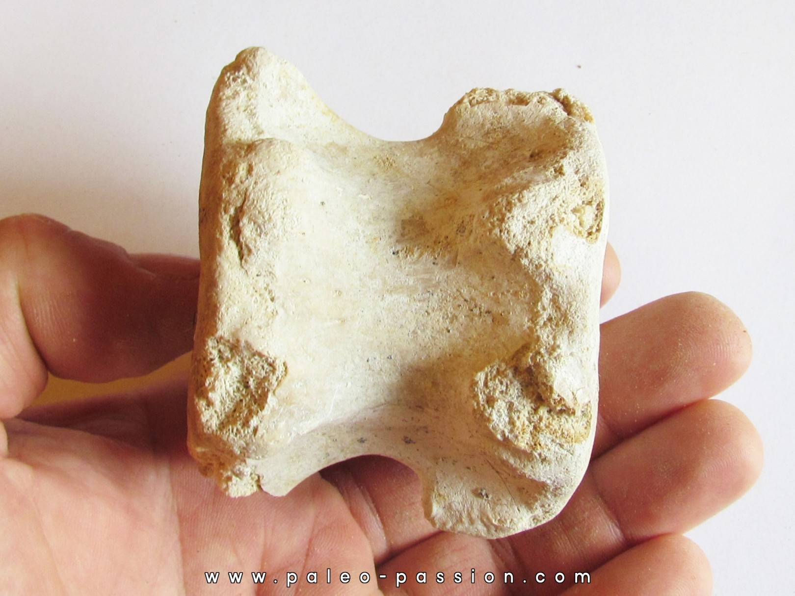 BASILOSAURUS vertebrae (2)