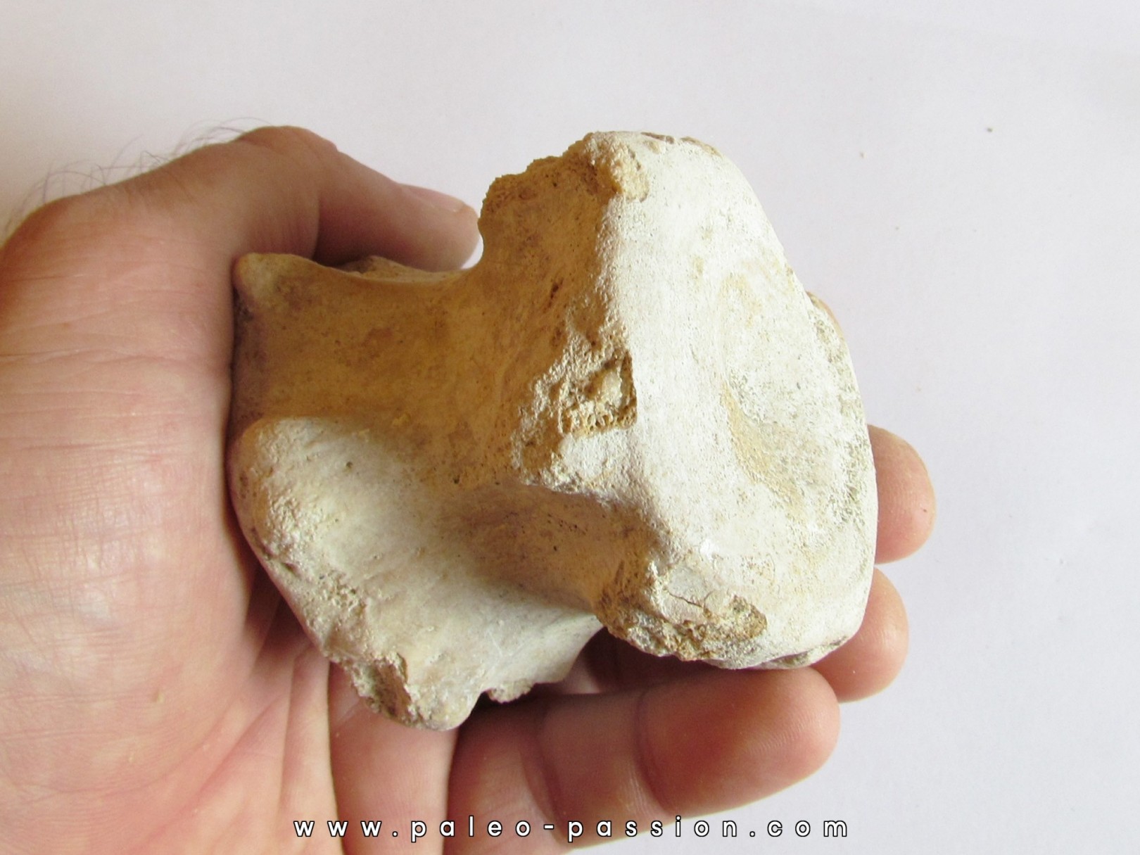 BASILOSAURUS vertebrae (2)