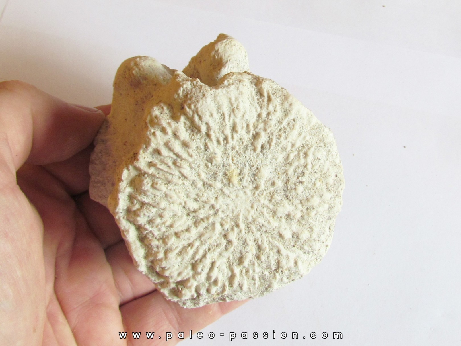 BASILOSAURUS vertebrae (3)