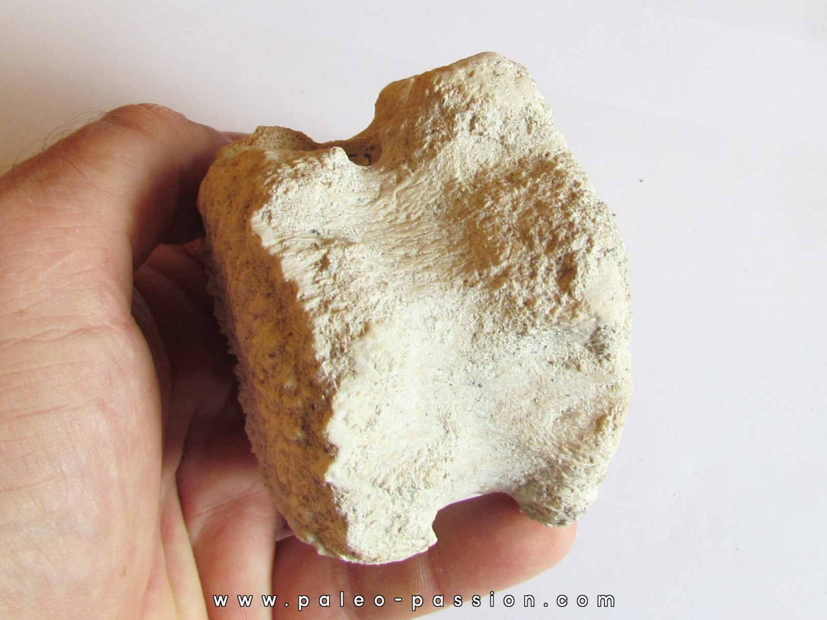 BASILOSAURUS vertebrae (3)