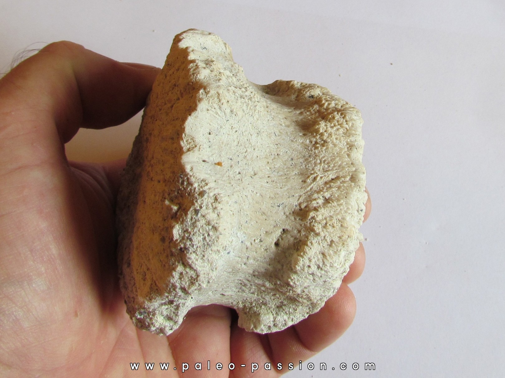 BASILOSAURUS vertebrae (3)