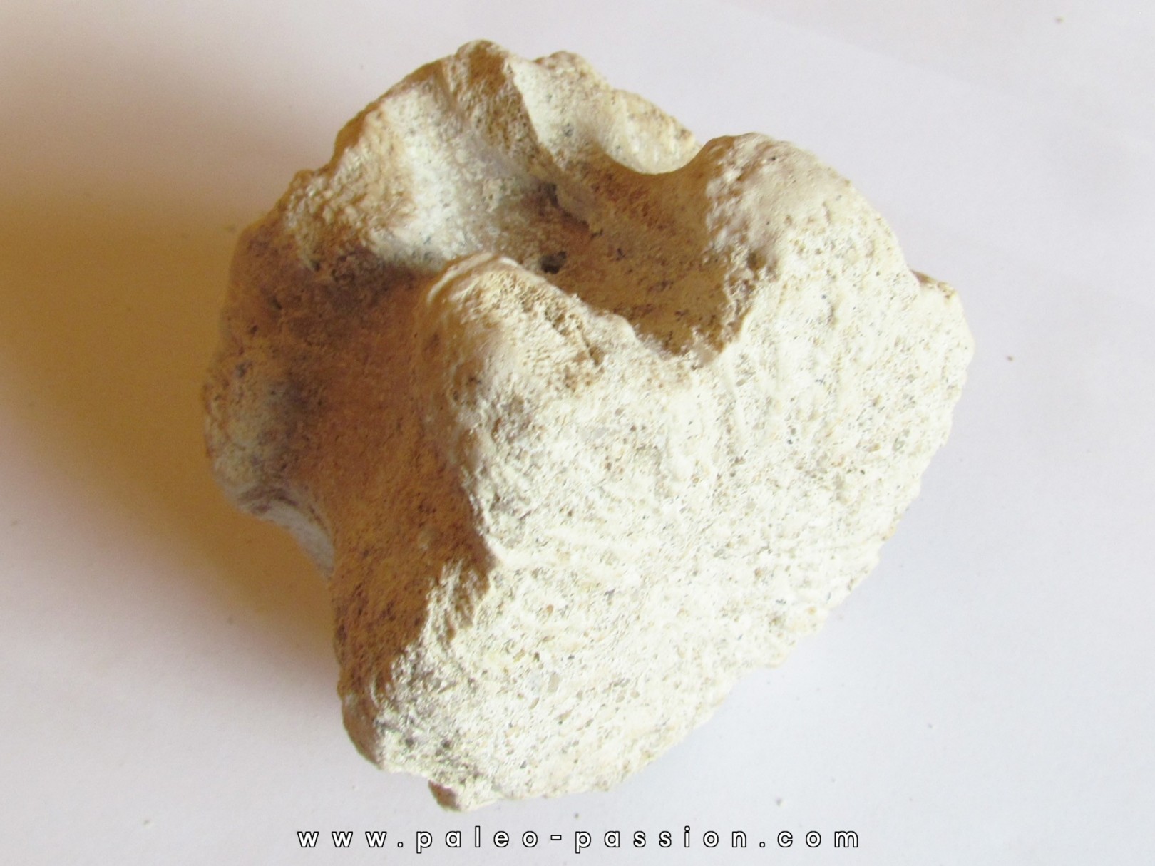 BASILOSAURUS vertebrae (3)