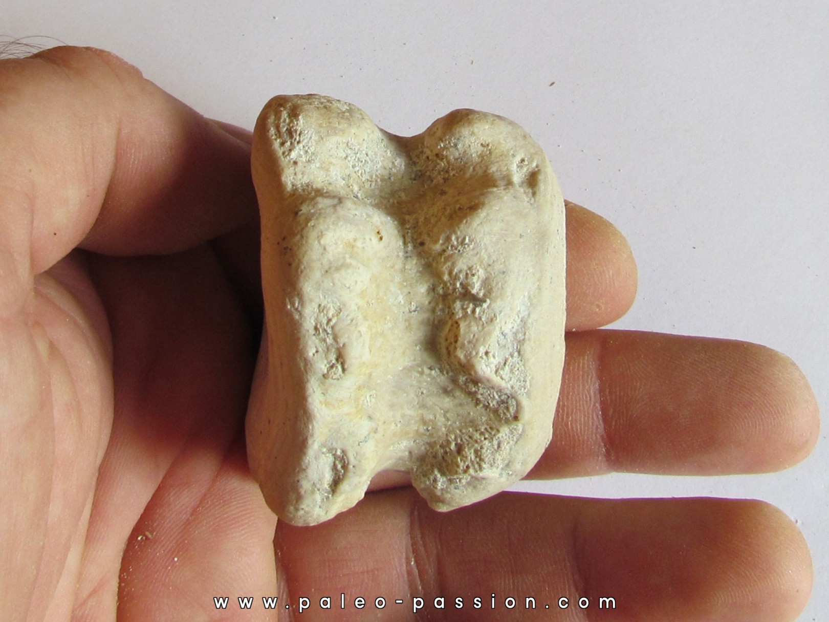 BASILOSAURUS vertebrae (5)