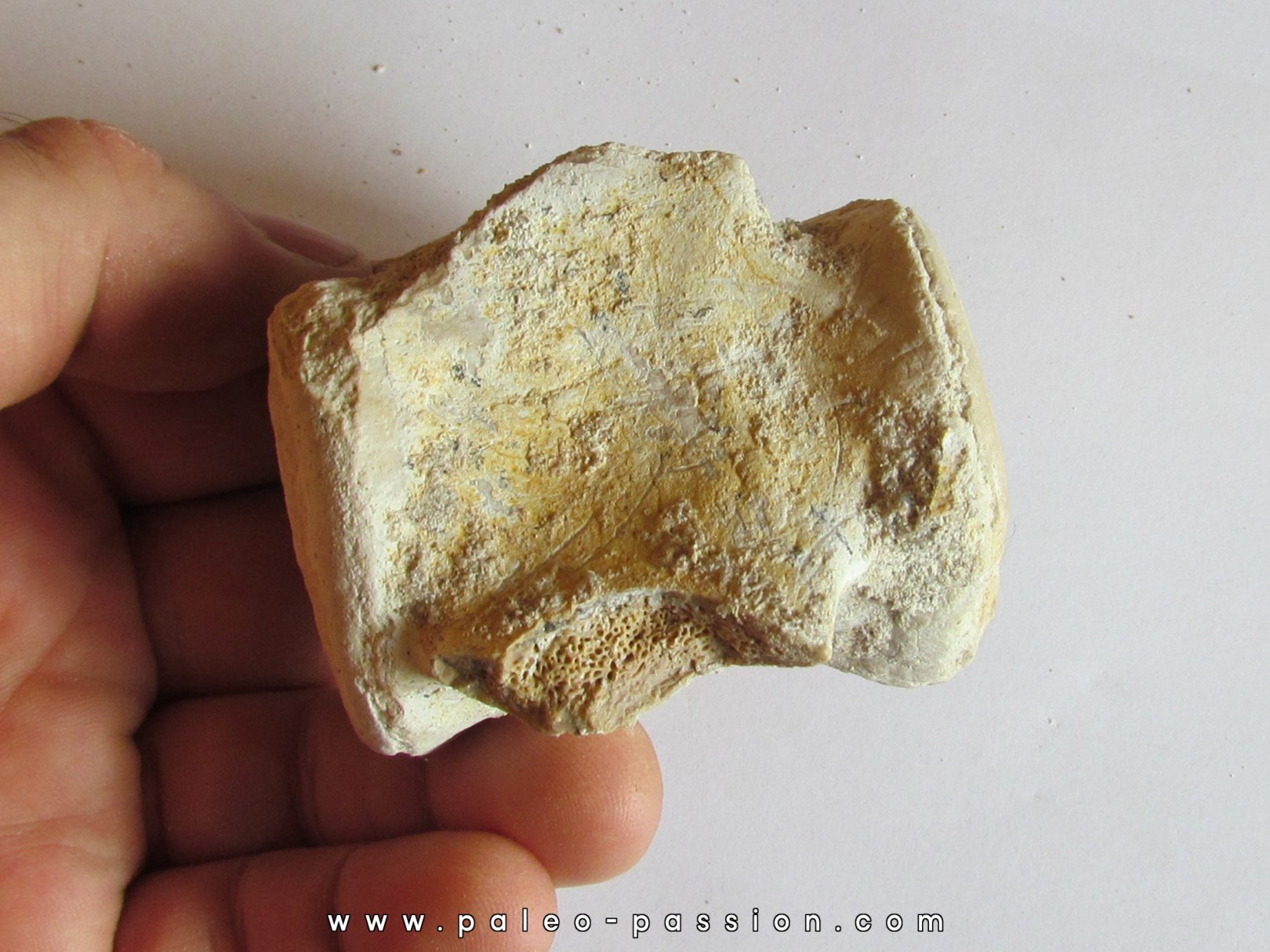 BASILOSAURUS vertebrae (7)