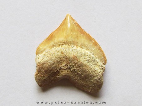 shark teeth: CORAX PRISTODONTUS (7)