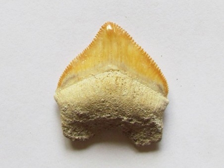 shark teeth: CORAX PRISTODONTUS (8)