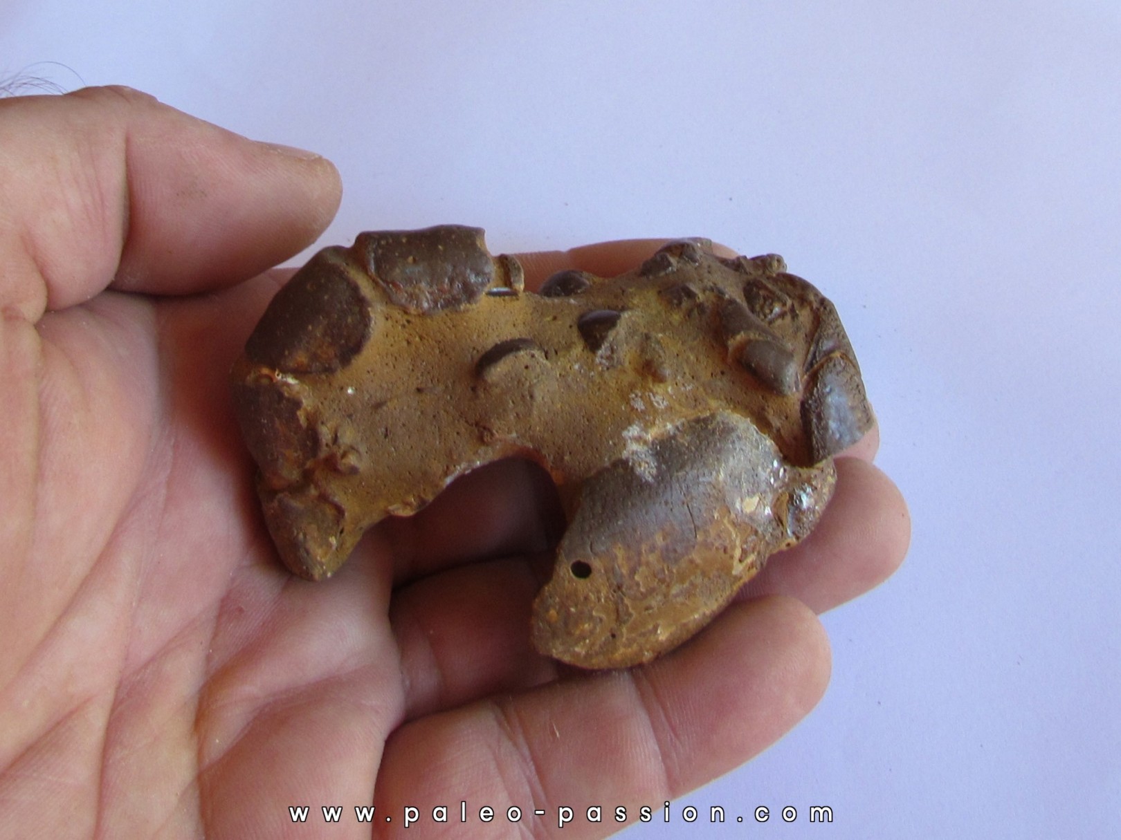 THALASSINA ANOMALA (3)