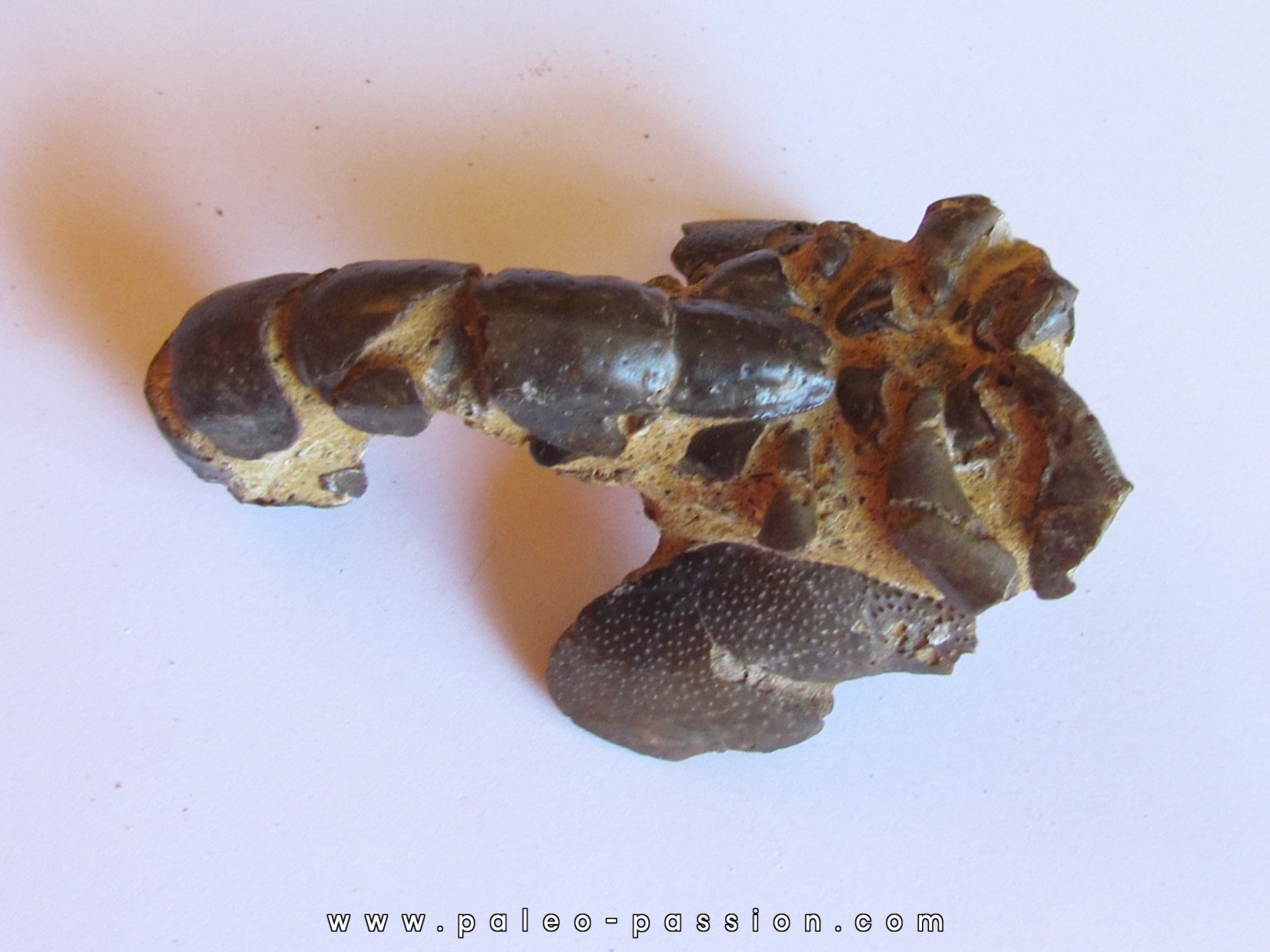 THALASSINA ANOMALA (4) THALASSINA ANOMALA (4)