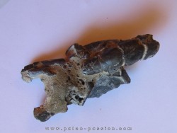 THALASSINA ANOMALA (6)