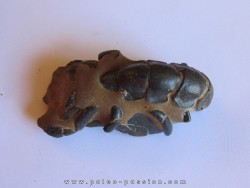 THALASSINA ANOMALA (7)