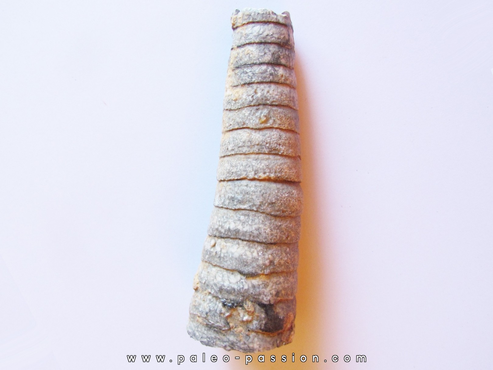 orthoceras: Michelinoceras michelini (1)