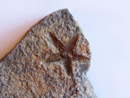 PROTOPALEASTER SP. (2)