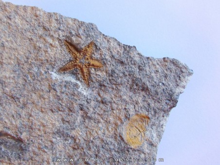 PROTOPALEASTER SP. (3)