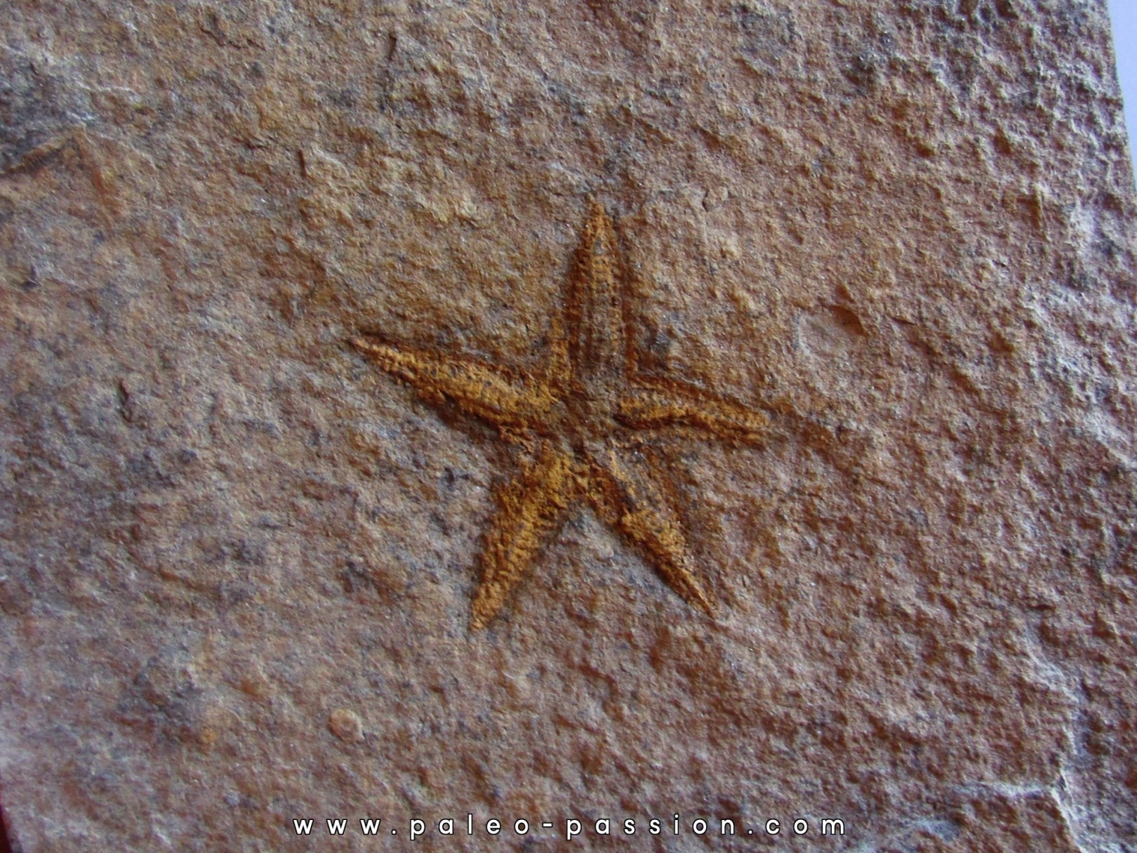 PROTOPALEASTER SP. (5) PROTOPALEASTER SP. (5)