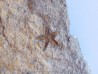 PROTOPALEASTER SP. (6) PROTOPALEASTER SP. (6)