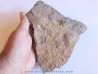 PROTOPALEASTER SP. (6) PROTOPALEASTER SP. (6)