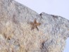 PROTOPALEASTER SP. (6) PROTOPALEASTER SP. (6)
