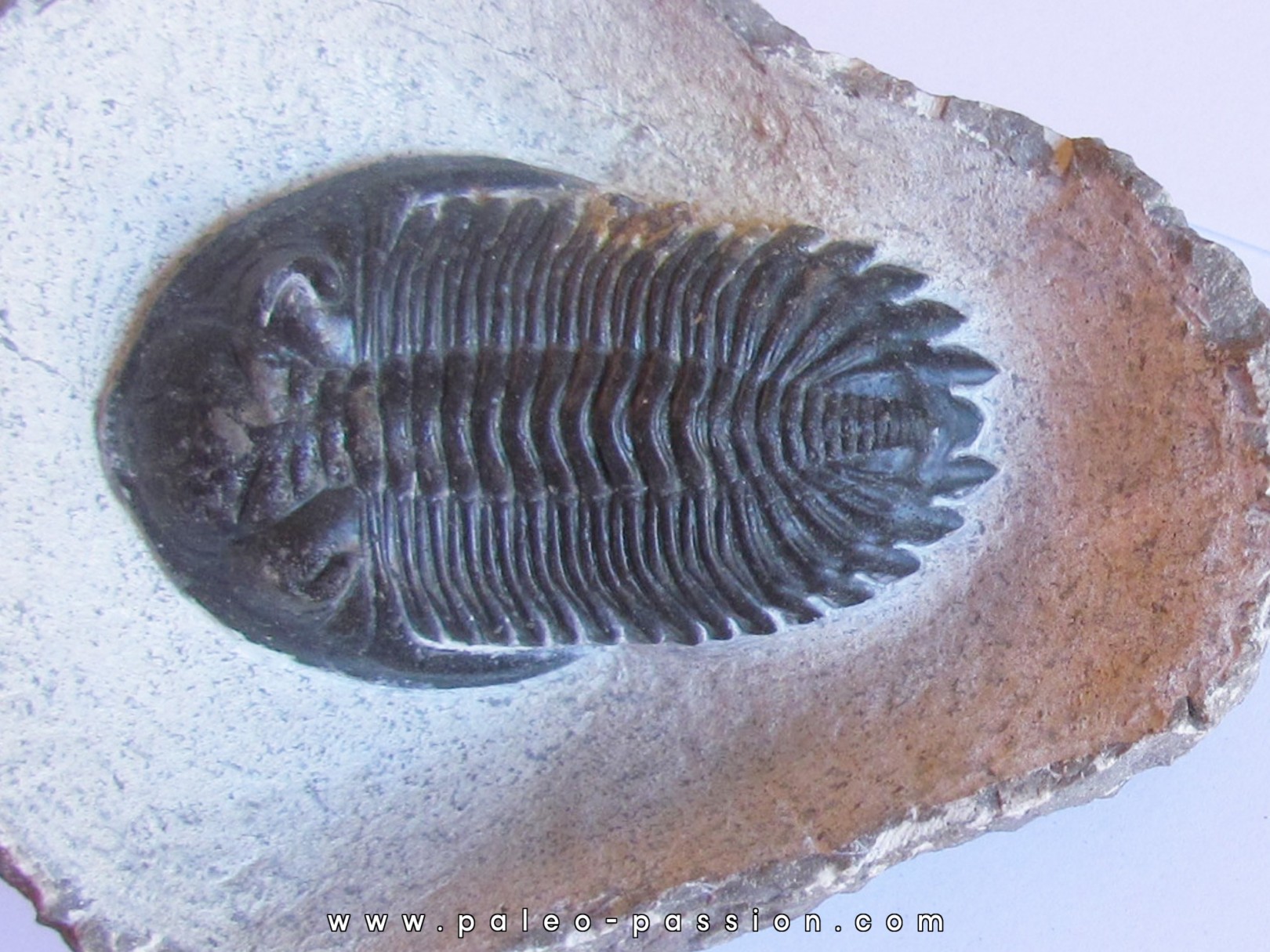 HOLLARDOPS mesocristata (3) HOLLARDOPS mesocristata (3)