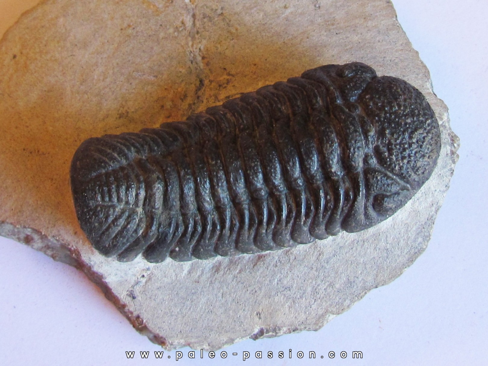 BARRANDEOPS ovatus (2) BARRANDEOPS ovatus (2)