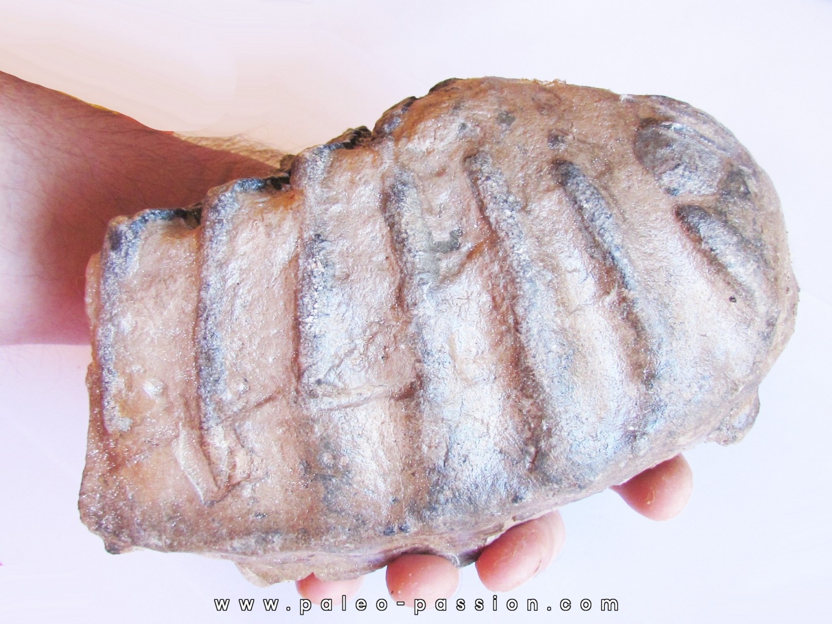 MAMMOTH TOOTH:  mammuthus meridionalis (2)